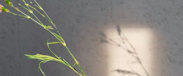 A calm and empty space with natural light for practice.